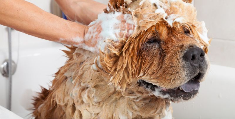 https://www.upside-down.com.au/wp-content/uploads/2022/06/dog-hair-shower-drain.jpg